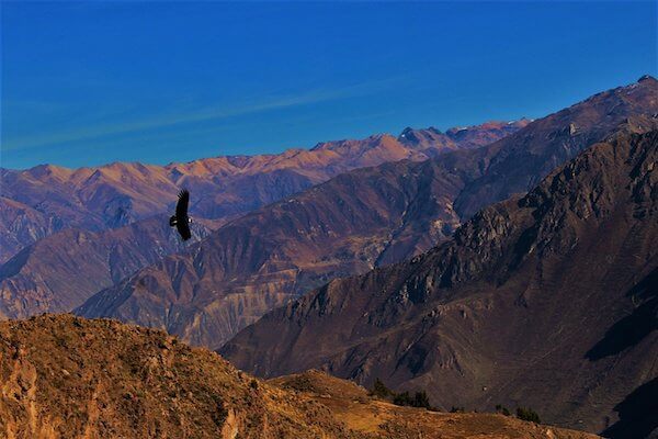 colca canyon condor oiseau perou monplanvoyage