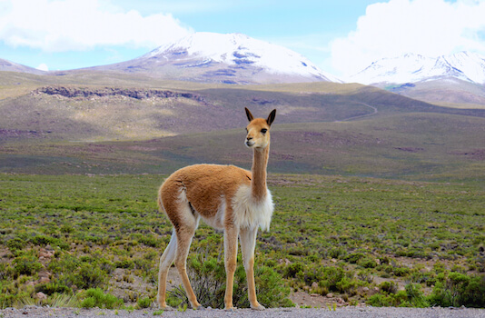 colca canyon vigogne faune perou monplanvoyage