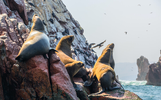 paracas reserve faune otarie perou monplanvoyage