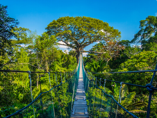 perou amazonie nature canopee randonnee trail foret monplanvoyage