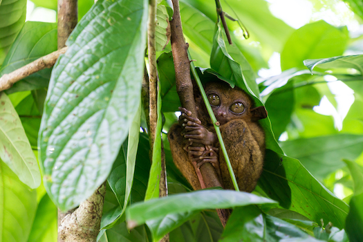 bohol ile singe nature philippines archipel monplanvoyage