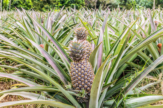 moorea ile food ananas champ fruit local bio polynesie monplanvoyage