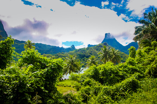 moorea ile nature foret balade randonnee polynesie monplanvoyage