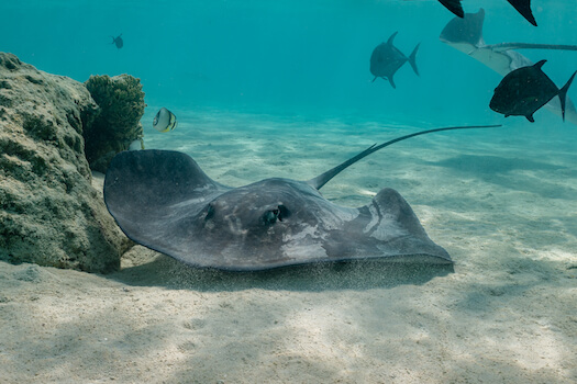 moorea lagon raie faune poisson plongee snorkeling polynesie monplanvoyage