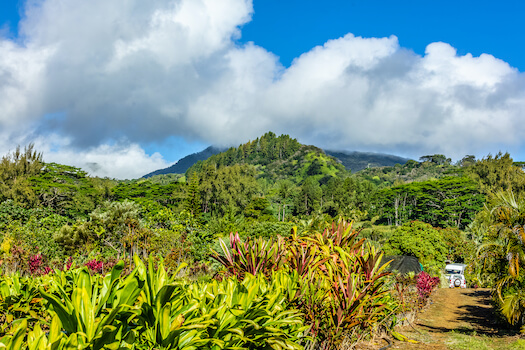 tahiti vallee nature foret fleur polynesie monplanvoyage