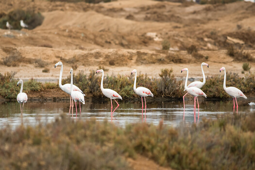 faro ria formosa parc oiseau flamand rose lagune portugal monplanvoyage