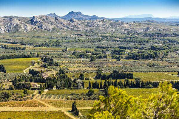 alpilles parc nature olivier provence france monplanvoyage