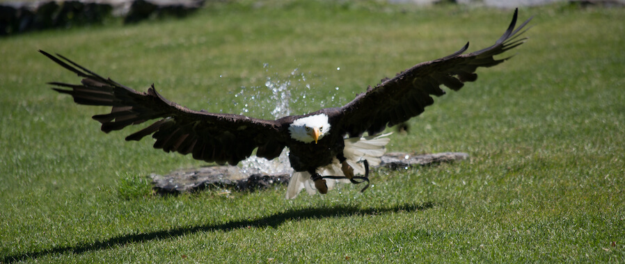 beaucens rapace animal oiseaux spectacle pyrenees nature france monplanvoyage