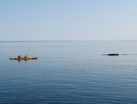 tadoussac baleine faune quebec canada monplanvoyage