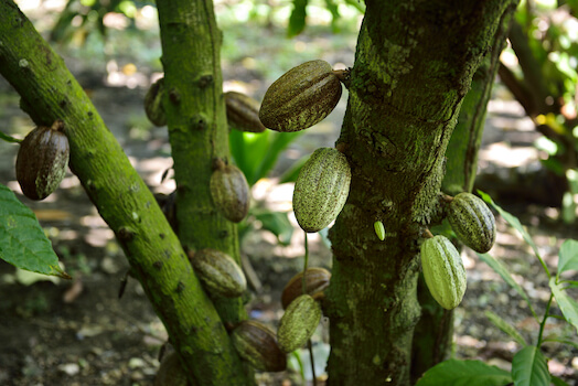 puerto plata cacao plantation food republique dominicaine monplanvoyage