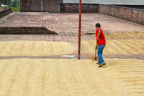 juayua cafe plantation agriculture salvador monplanvoyage