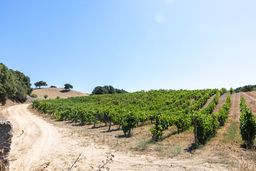 gallura vignoble vin sardaigne ile italie monplanvoyage