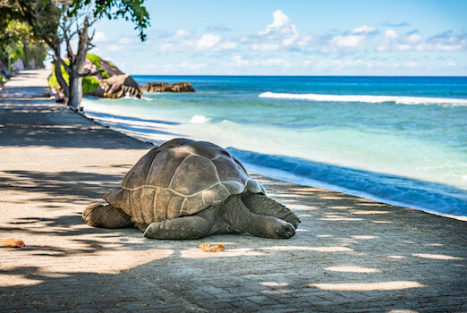 la digue ile tortue faune les seychelles ocean indien monplanvoyage