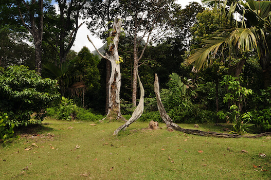 mahe ile morne nature arbre randonnee balade les seychelles ocean indien monplanvoyage