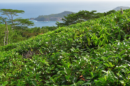 mahe ile plantation the agriculture les seychelles ocean indien monplanvoyage