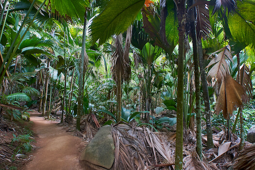 praslin ile vallee mai randonnee balade reserve nature les seychelles ocean indien monplanvoyage