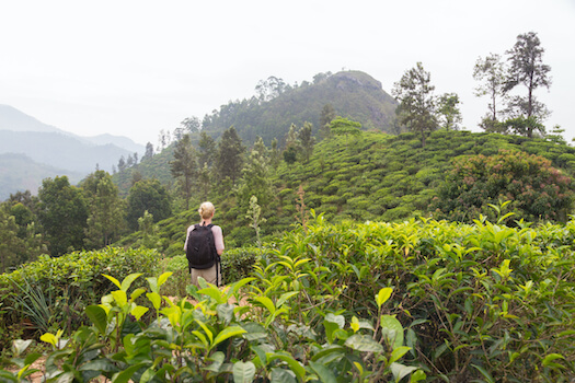 ella vallee plantation the randonnee culture srilanka monplanvoyage