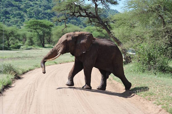 manyara parc tanzanie safari monplanvoyage