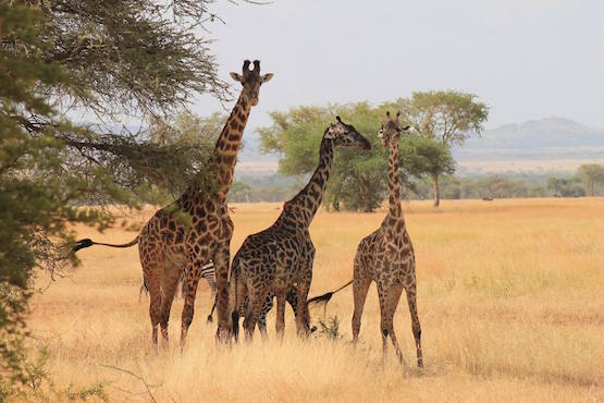 serengeti parc girafe tanzanie safari monplanvoyage