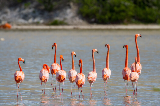 grande turque faune flamand rose iles turques et caiques archipel caraibes monplanvoyage