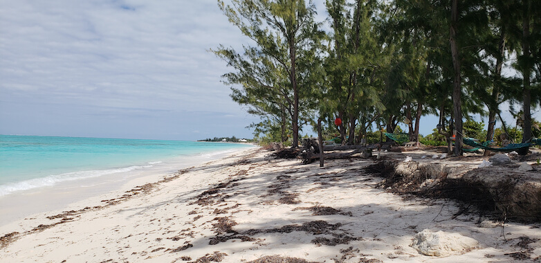 nord turque plage pin nature iles turques et caiques archipel caraibes monplanvoyage