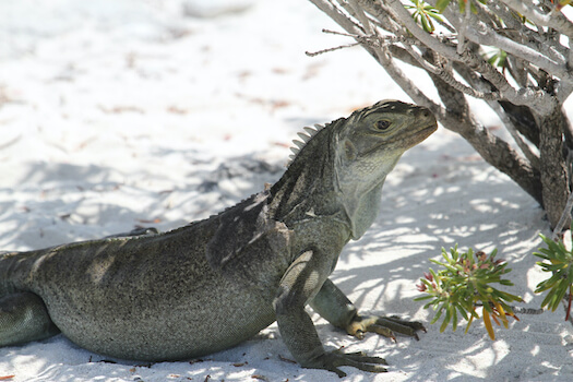 providanciales iguane faune ile turque et caiques archipel caraibes monplanvoyage