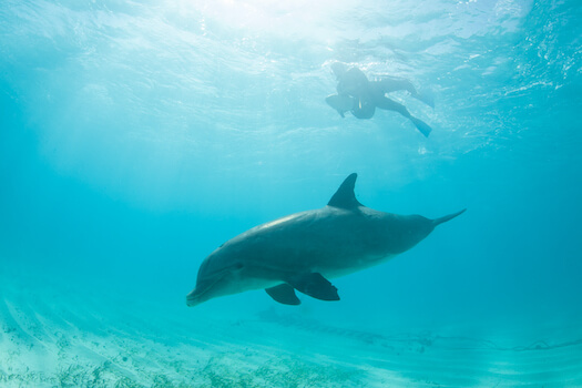 providenciales faune dauphin plongee iles turques et caiques archipel caraibes monplanvoyage