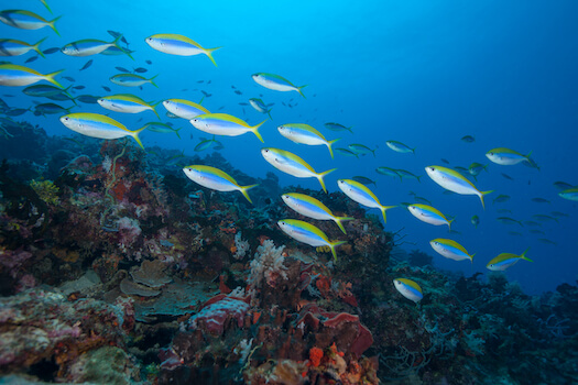 pemba poisson plongee snorkeling marin ocean corail ile zanzibar tanzanie monplanvoyage