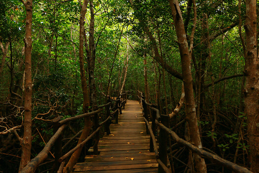 zanzibar parc nature balade foret ile tanzanie monplanvoyage