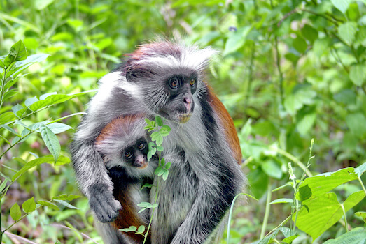 zanzibar parc nature faune singe ile tanzanie monplanvoyage