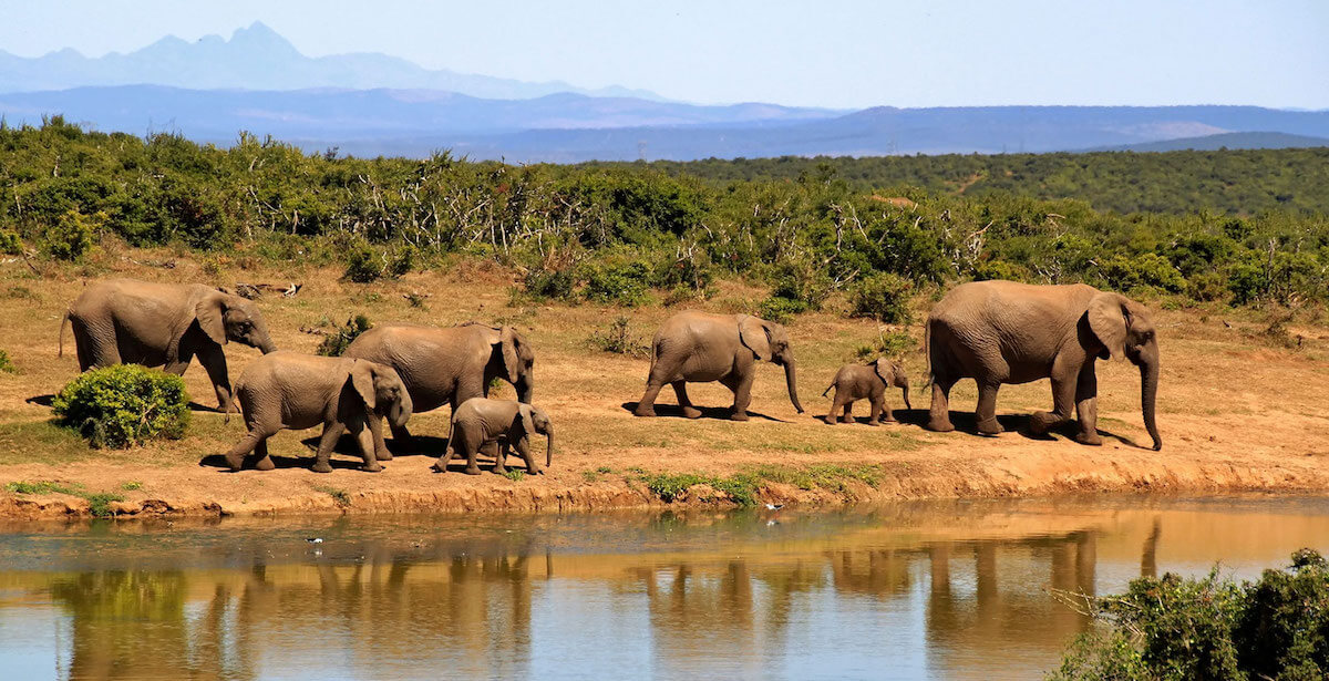Safari au Kenya en Afrique