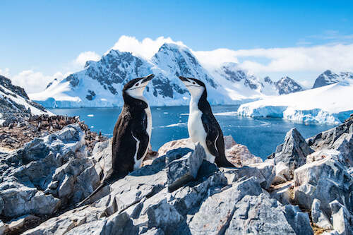 Manchot Antarctique MONPLANVOYAGE