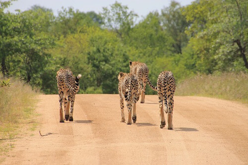 kruger afrique du sud monplanvoyage