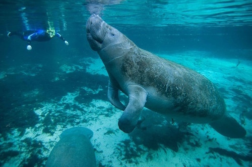 manatee floride etats unis monplanvoyage