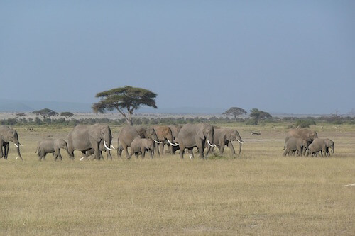 elephant kenya Monplanvoyage